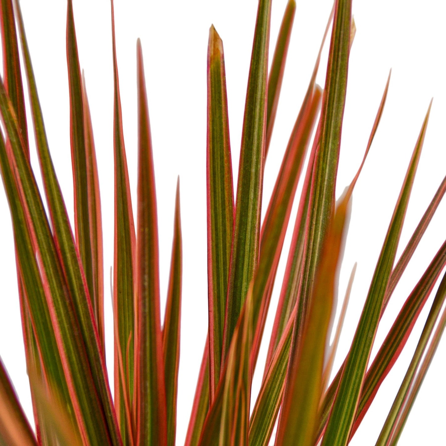 Dracaena Colorama leaves with red-edged green margins, Rooted Treasures Farms on Tampa Home & Garden Store