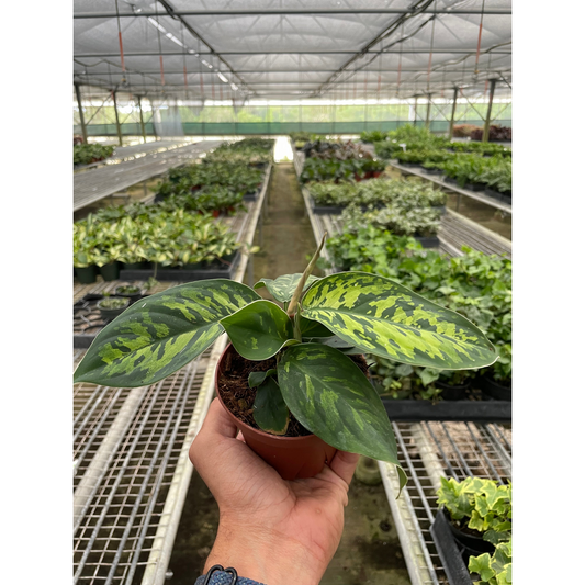 Homalomena Camouflage indoor plant with variegated green leaves in a small pot on Tampa Home & Garden Store