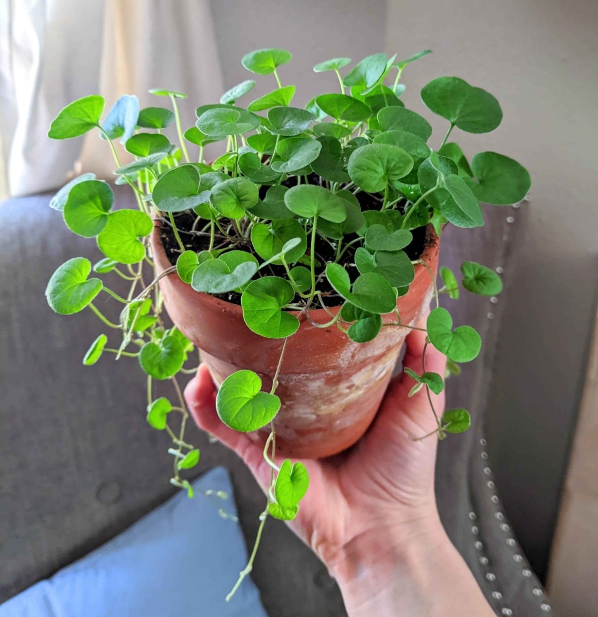 Dichondra Seeds