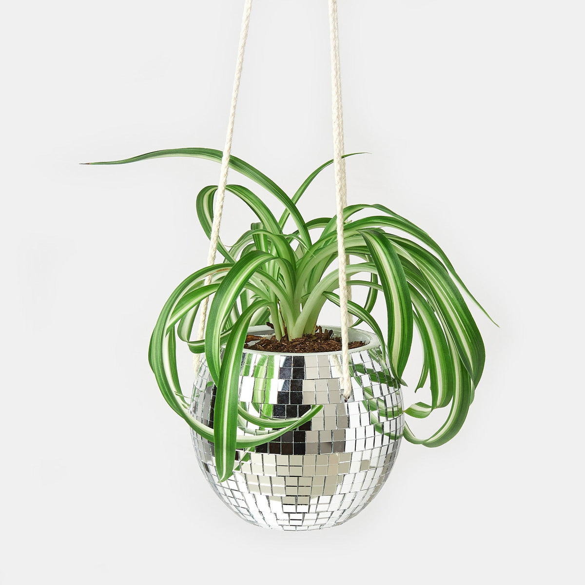Disco Ball Hanging Planter with silver mirror mosaic and spider plant in rope hanger on Tampa Home & Garden Store