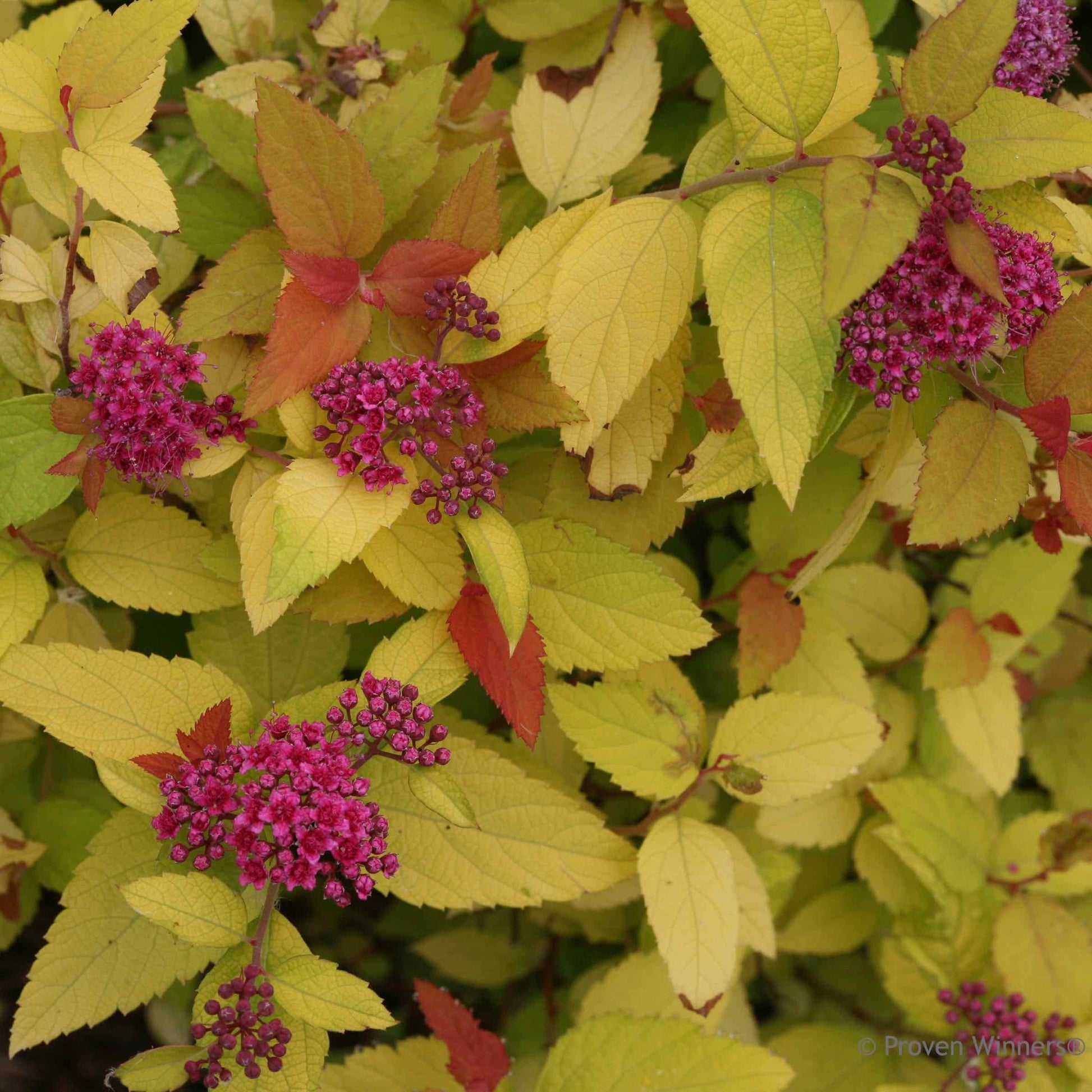 Double Play Candy Corn Spiraea plant with yellow foliage and pink flower clusters on Tampa Home & Garden Store