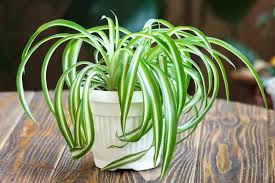 - image on Tampa Home & Garden Store