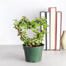Planta de jade