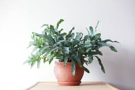 Blue star fern - Tampa Home & Garden Store