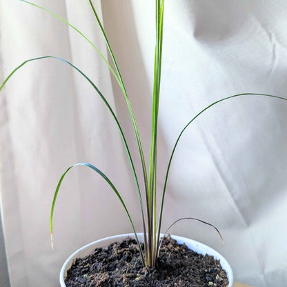 Semillas de Dracaena Indivisa 'Spike'