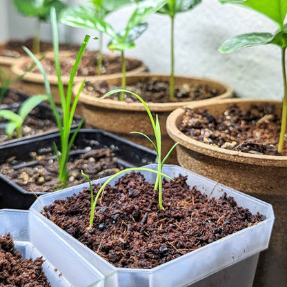 Semillas de Dracaena Indivisa 'Spike'