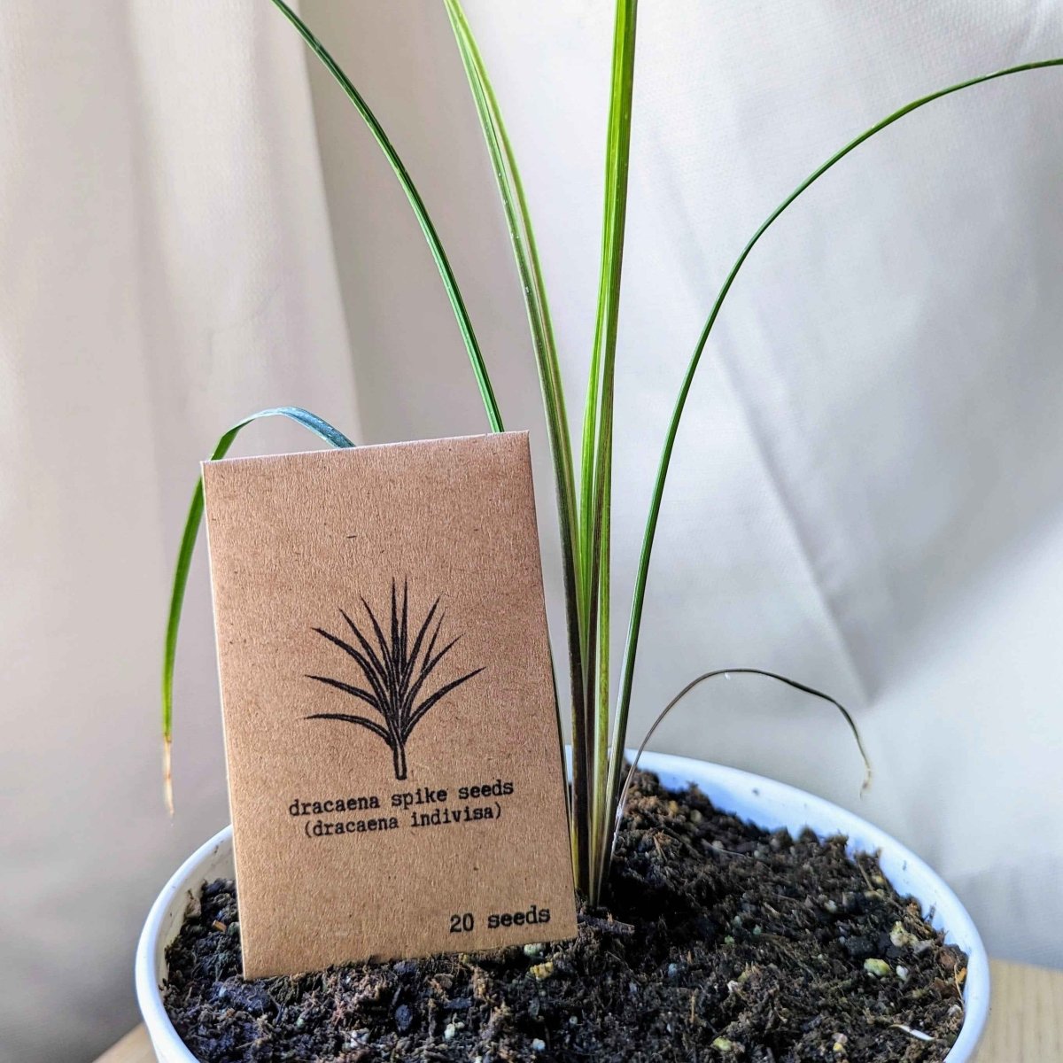 Semillas de Dracaena Indivisa 'Spike'