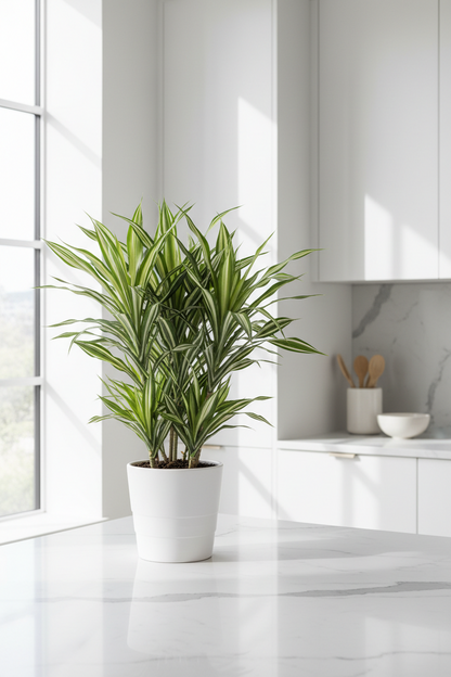 Dracaena Warneckii White Jewel indoor potted houseplant in ceramic pot on kitchen island on Tampa Home & Garden Store
