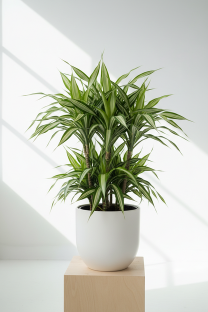 Dracaena Warneckii White Jewel indoor plant in white ceramic pot with green cream striped leaves on Tampa Home & Garden Store