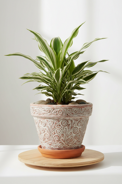 Dracaena Warneckii White Jewel potted leaves in a ceramic pot Rooted Treasures Farms on Tampa Home & Garden Store