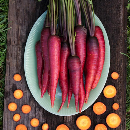 Dragon Carrot Seeds (Organic) orange and purple carrots on a light blue plate Grow Organic on Tampa Home & Garden Store