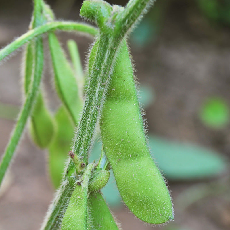 Graines de soja Edamame (biologiques)