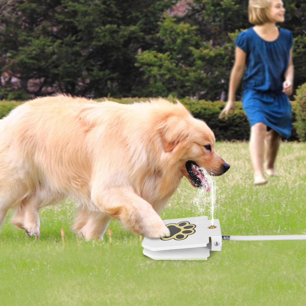 Outdoor Dog Water Fountain Step-On Activated Pet Water Dispenser, white with paw, dog drinking on Tampa Home & Garden Store