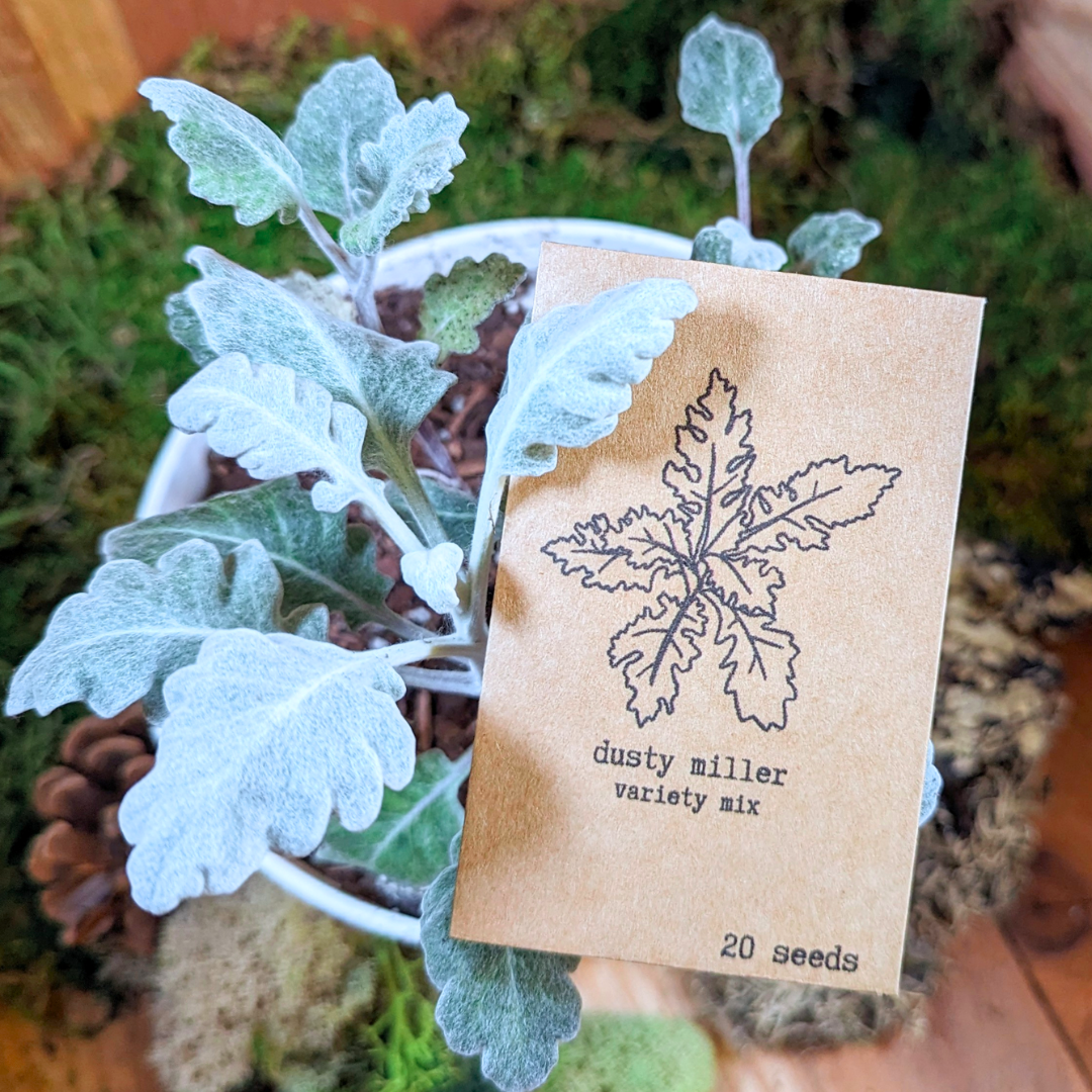 Dusty Miller Seed Mix Frosty Look Outdoors