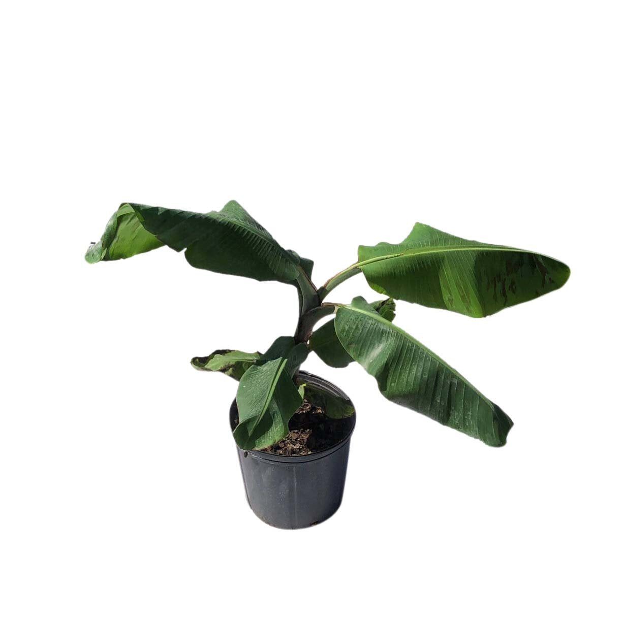 Cavendish Dwarf Banana Plant