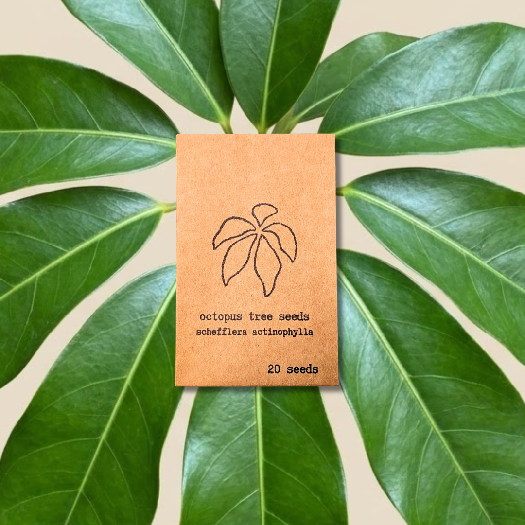 Schefflera Arboricola Dwarf Umbrella Plant Seeds brown seed packet 20 seeds Plantflix on Tampa Home & Garden Store