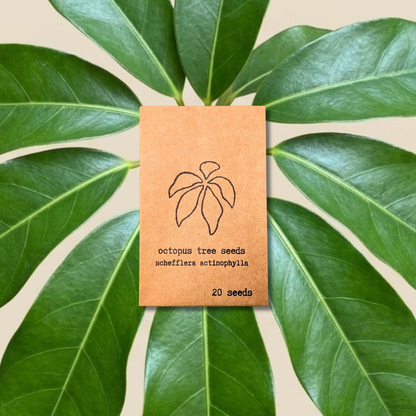 Schefflera Arboricola Dwarf Umbrella Plant Seeds brown seed packet 20 seeds Plantflix on Tampa Home & Garden Store