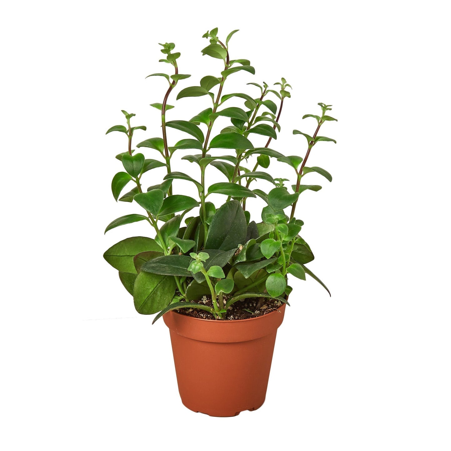 Lipstick Plant 4-inch nursery pot with glossy green stems and leaves Rooted Treasures Farms on Tampa Home & Garden Store