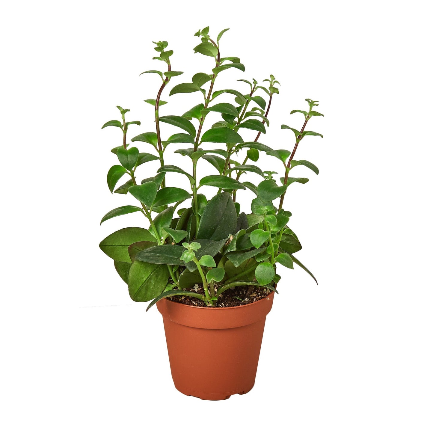Lipstick Plant 4in in terracotta pot with glossy green leaves Rooted Treasures Farms on Tampa Home & Garden Store