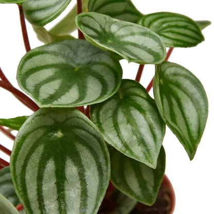 Peperomia Watermelon 4-inch plant with striped green leaves on red stems Rooted Treasures Farms on Tampa Home & Garden Store