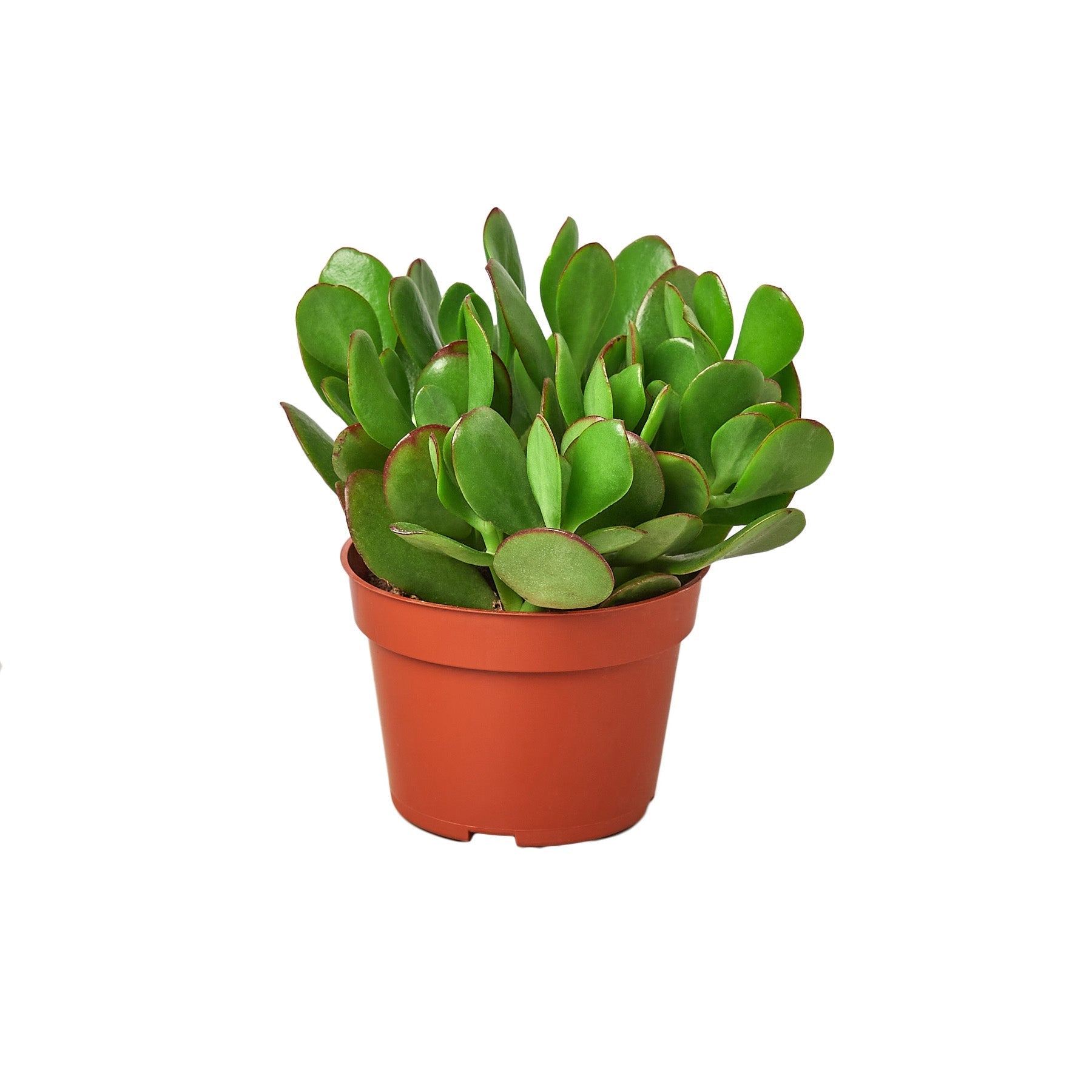 Succulent Crassula Jade with green oval leaves and red-edged margins in a terracotta pot on Tampa Home & Garden Store