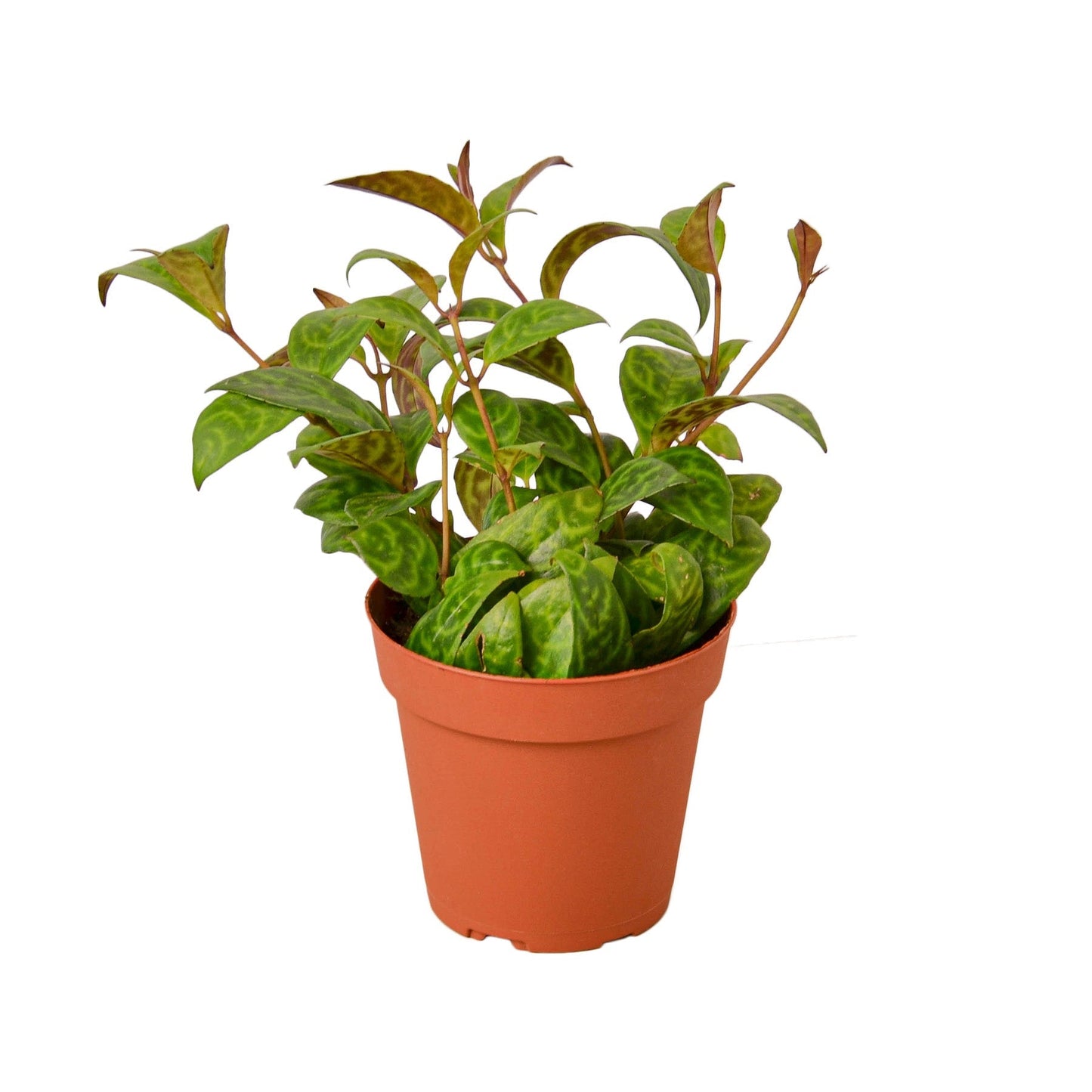 Lipstick Black Pagoda 4in plant in terracotta pot with variegated green leaves on Tampa Home & Garden Store