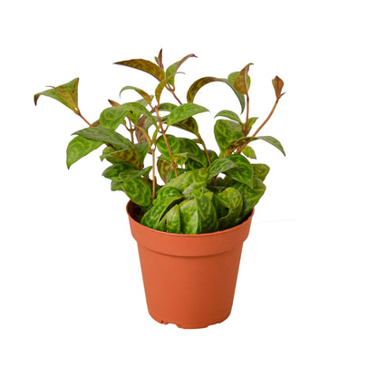 Lipstick Black Pagoda 4in plant in terracotta pot with variegated green leaves on Tampa Home & Garden Store
