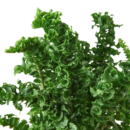 Fern Emina Curly Boston Fern For Hanging Displays