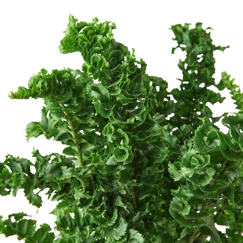 Fern Emina Curly Boston Fern for hanging displays, 4-inch houseplant by House Plant Shop on Tampa Home & Garden Store