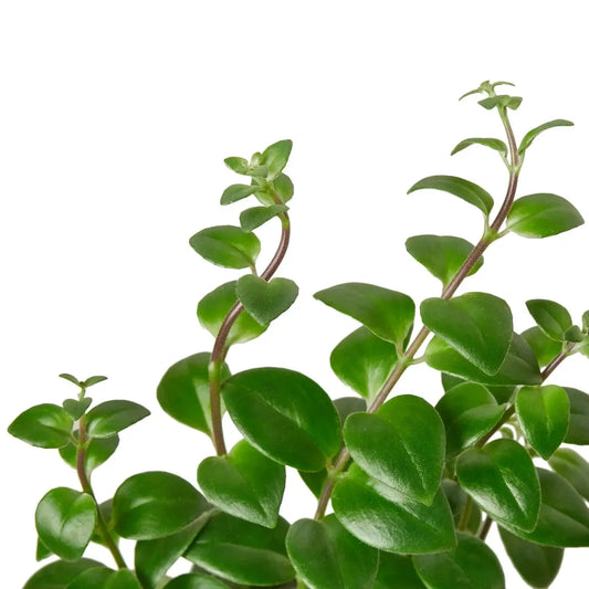 Lipstick Plant, 4-inch potted houseplant, green glossy leaves, House Plant Shop on Tampa Home & Garden Store