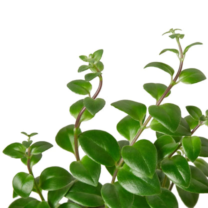 Lipstick Plant 4 inch plant glossy green oval leaves on brown stems Rooted Treasures Farms on Tampa Home & Garden Store