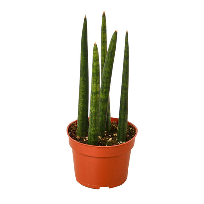Snake Plant Cylindrica 4in plant in nursery pot with green leaves Rooted Treasures Farms on Tampa Home & Garden Store