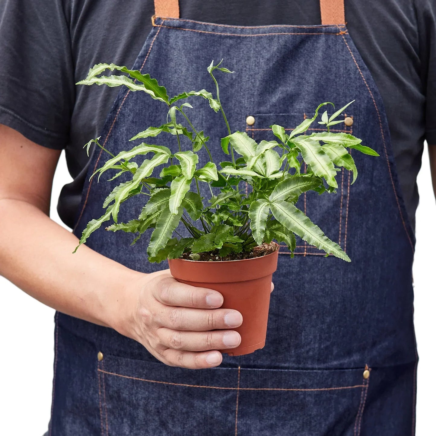 Pteris Cretica Albo Fern indoor plant in a terracotta pot on Tampa Home & Garden Store