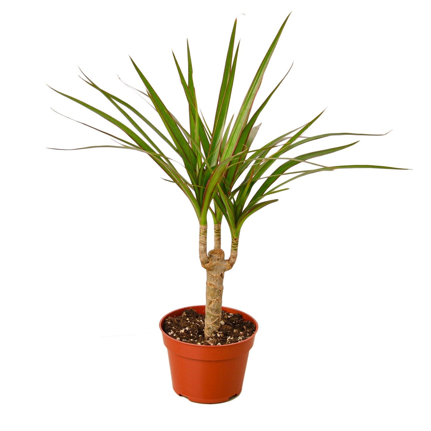 Dracaena Marginata Cane indoor plant with three canes, green leaves with red-edged margins in a terracotta pot on Tampa Home & Garden Store