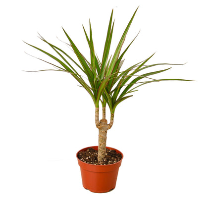 Dracaena Marginata Cane indoor plant with three canes, green leaves with red-edged margins in a terracotta pot on Tampa Home & Garden Store