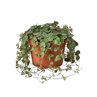 String of Hearts Succulent Vine Ceropegia Woodii