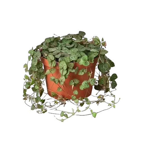 String of Hearts succulent in a terracotta pot with trailing green leaves House Plant Shop on Tampa Home & Garden Store
