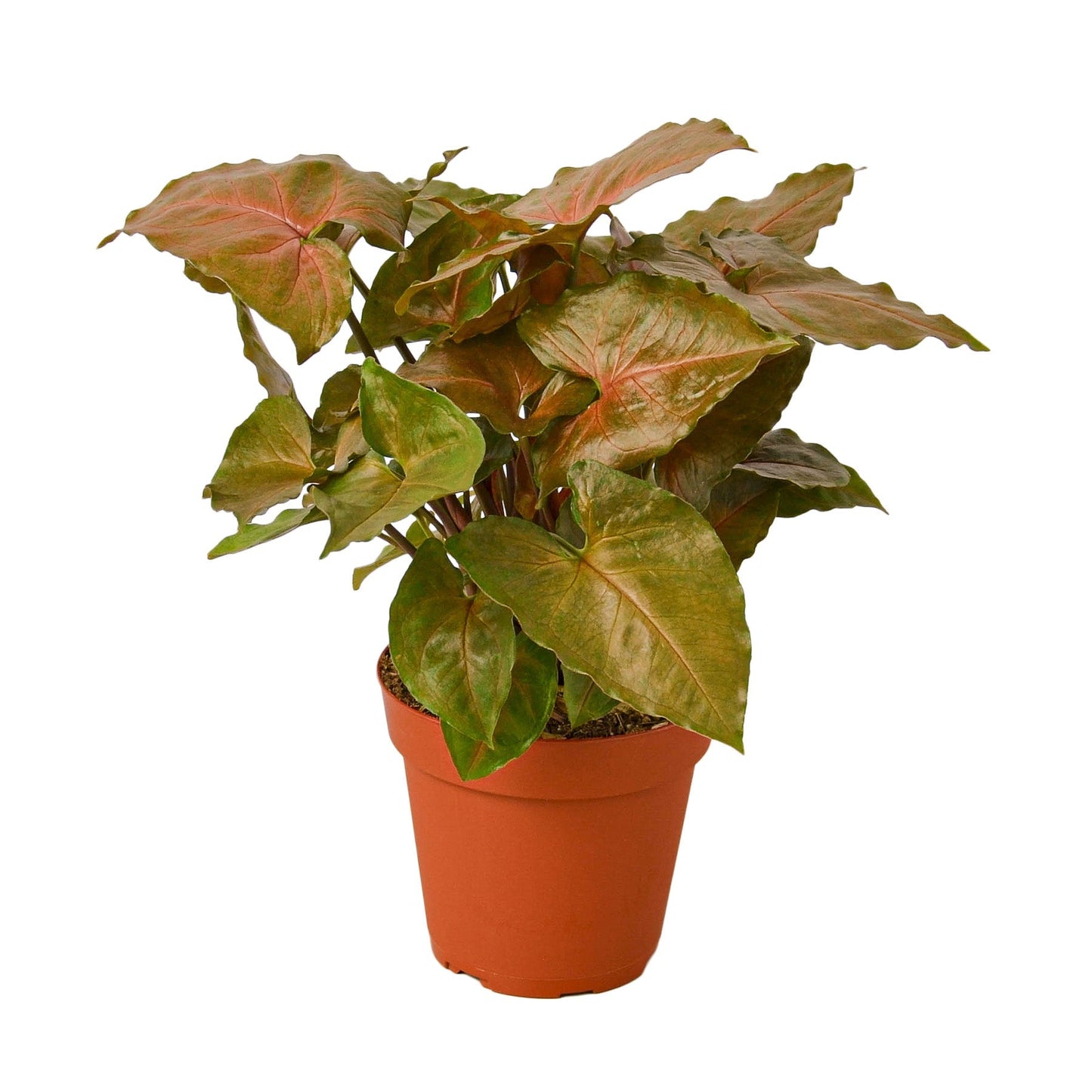 Syngonium Merry 4-inch plant with pink-tinged green leaves in orange pot Rooted Treasures Farms on Tampa Home & Garden Store