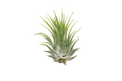 Tillandsia Ionantha air plant with bright green spiky leaves on Tampa Home & Garden Store