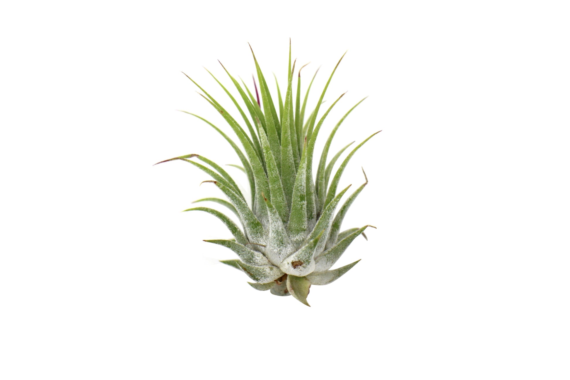 Tillandsia Air Plant Ionantha, green frosted leaves, single plant on Tampa Home & Garden Store