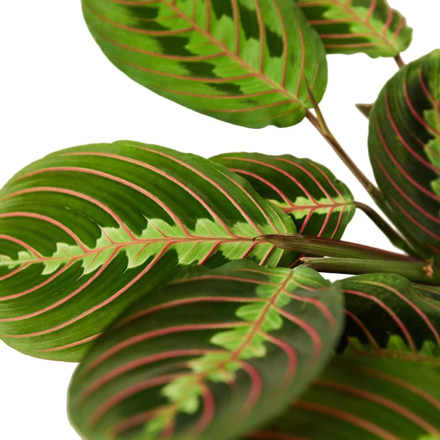 Maranta Red Prayer plant leaf closeup with pink-vein pattern Rooted Treasures Farms on Tampa Home & Garden Store