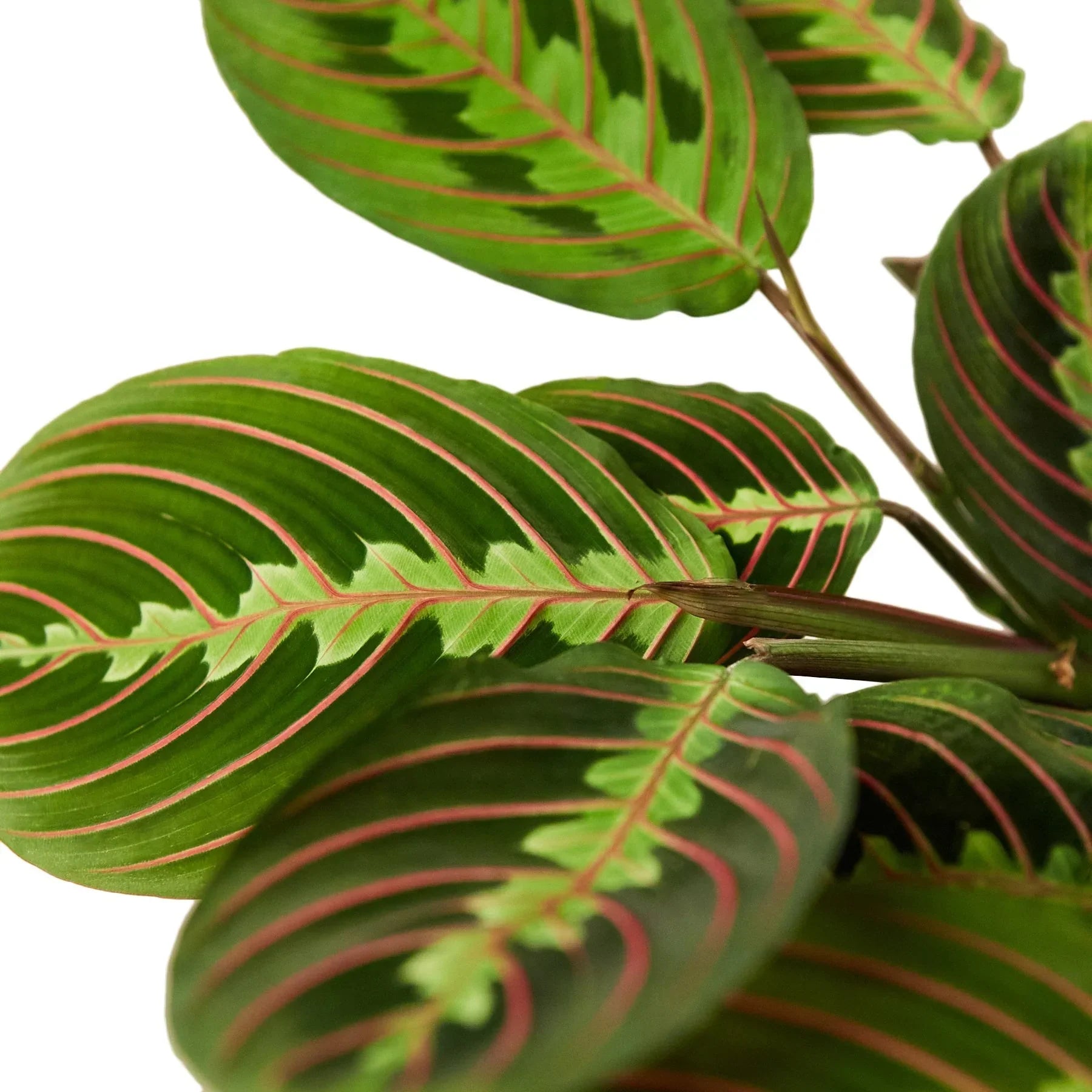 Maranta Red Prayer plant leaves with green and pink-red veins Rooted Treasures Farms on Tampa Home & Garden Store