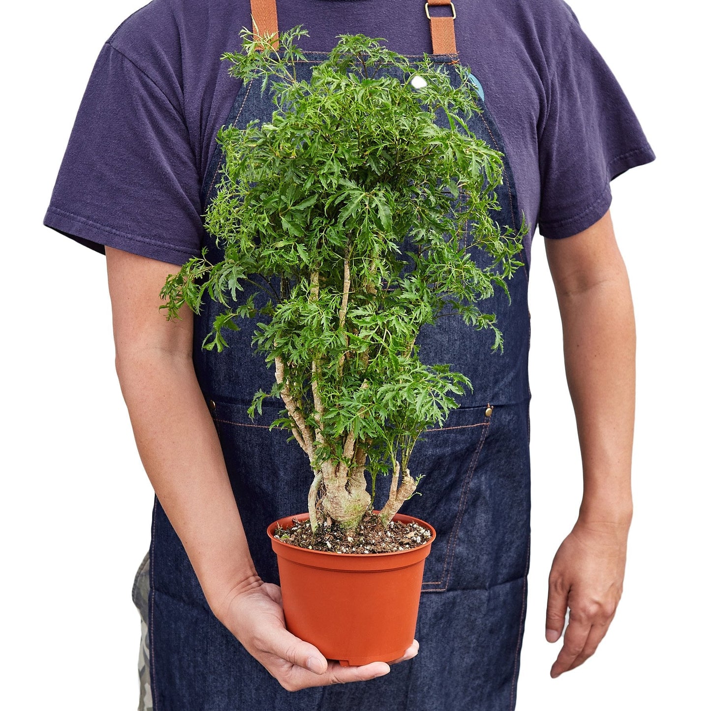 Aralia Ming Stump Plant in terracotta pot with feathery green leaves on Tampa Home & Garden Store