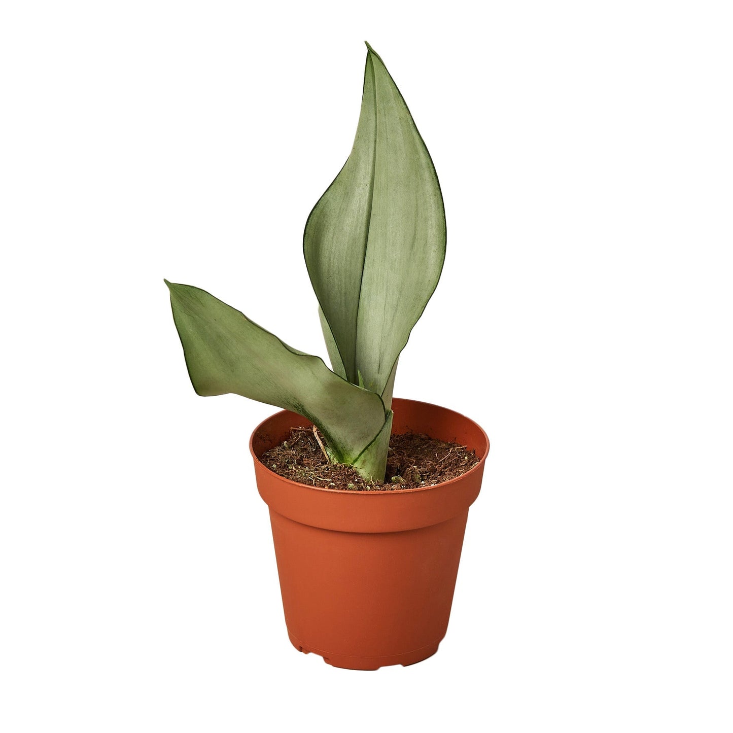 Snake Plant Moonshine indoor plant in a terracotta pot with pale-green leaves on Tampa Home & Garden Store