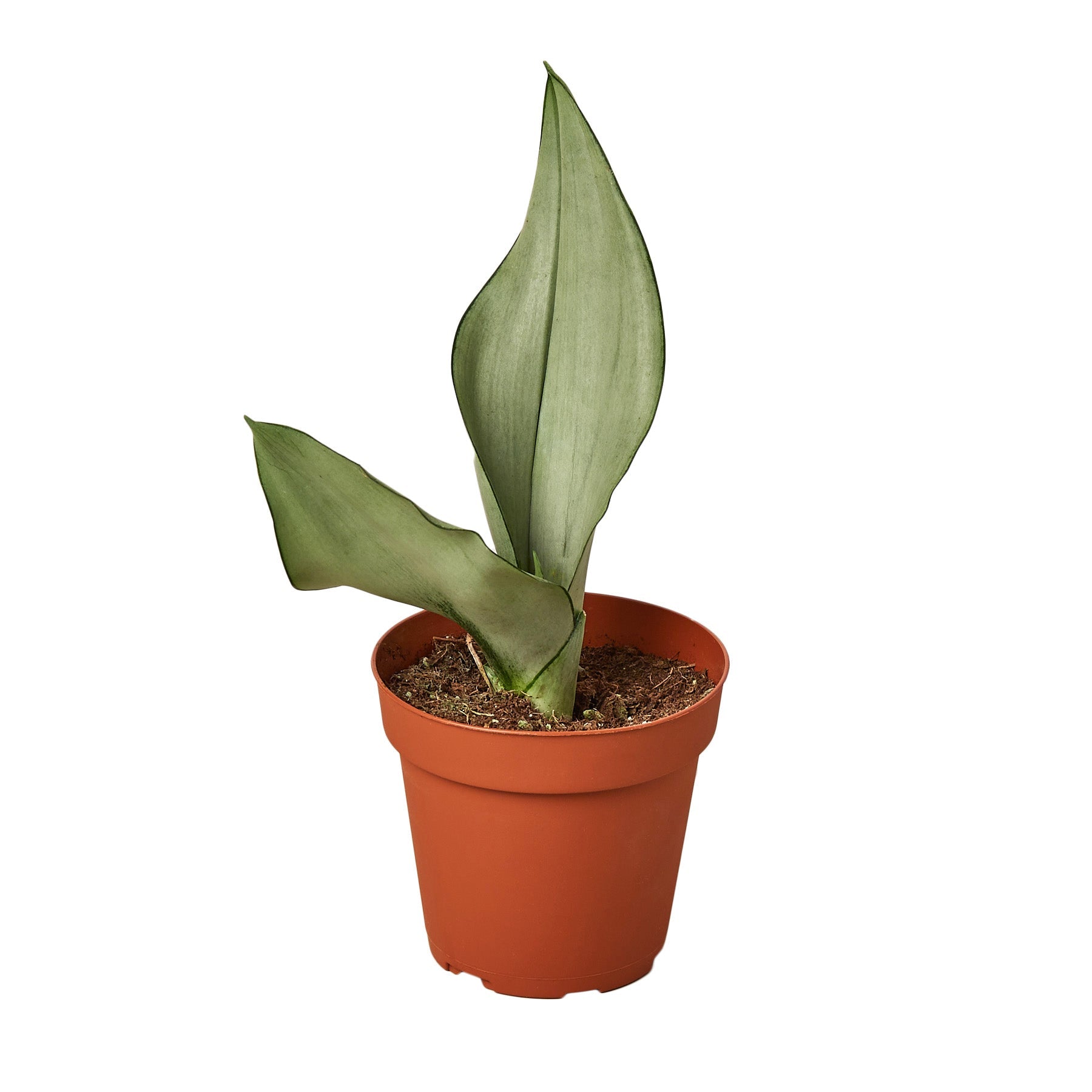 Snake Plant Moonshine indoor plant in a terracotta pot with pale-green leaves on Tampa Home & Garden Store