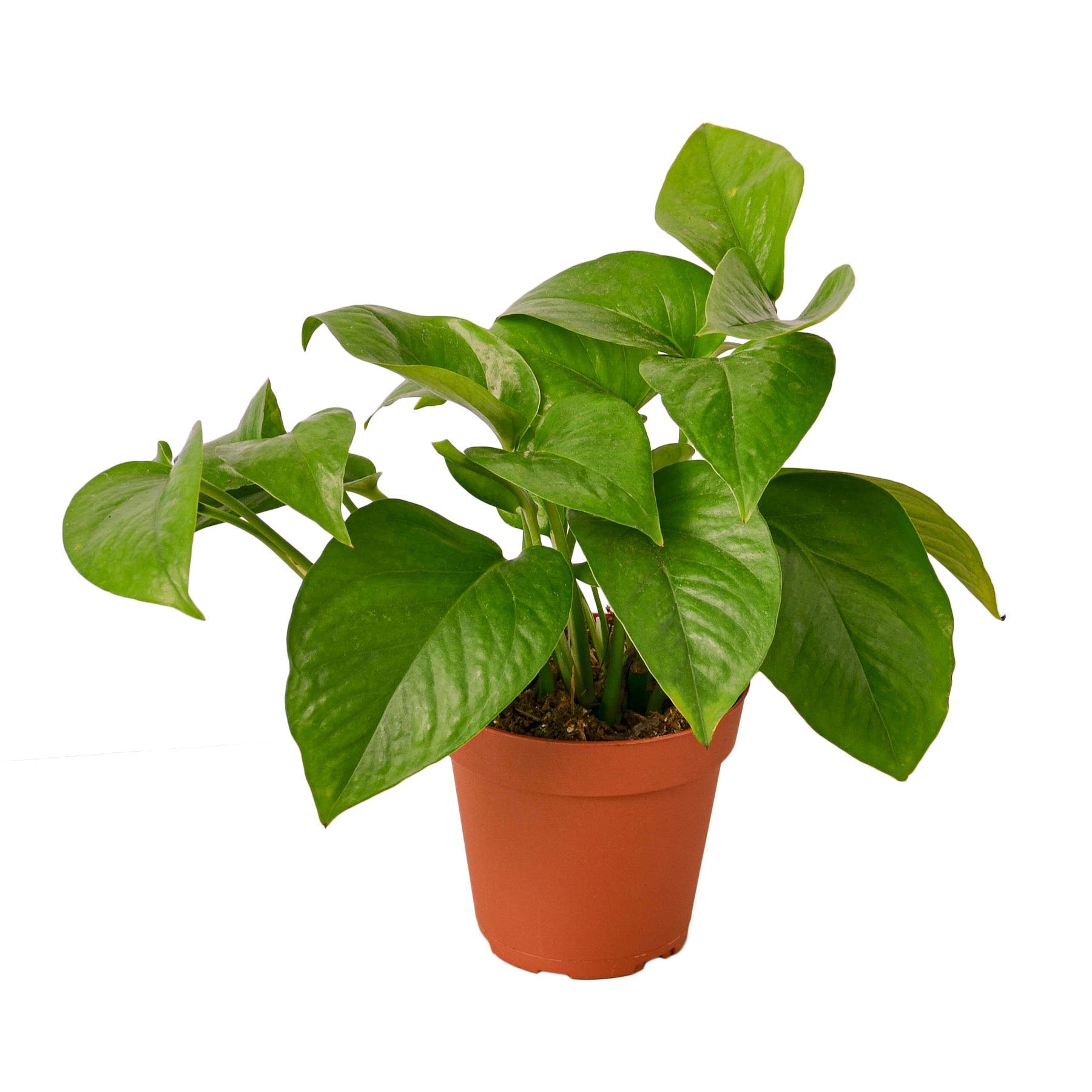 Pothos Green Queen indoor plant with glossy green leaves Rooted Treasures Farms on Tampa Home & Garden Store