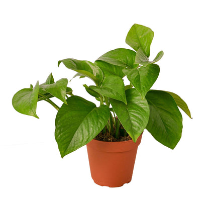 Pothos Green Queen indoor plant with glossy green leaves Rooted Treasures Farms on Tampa Home & Garden Store