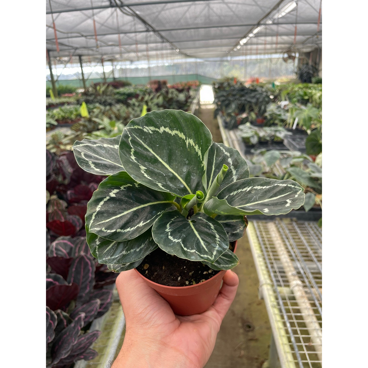 Calathea Green Goddess indoor plant with variegated green leaves in a small pot on Tampa Home & Garden Store