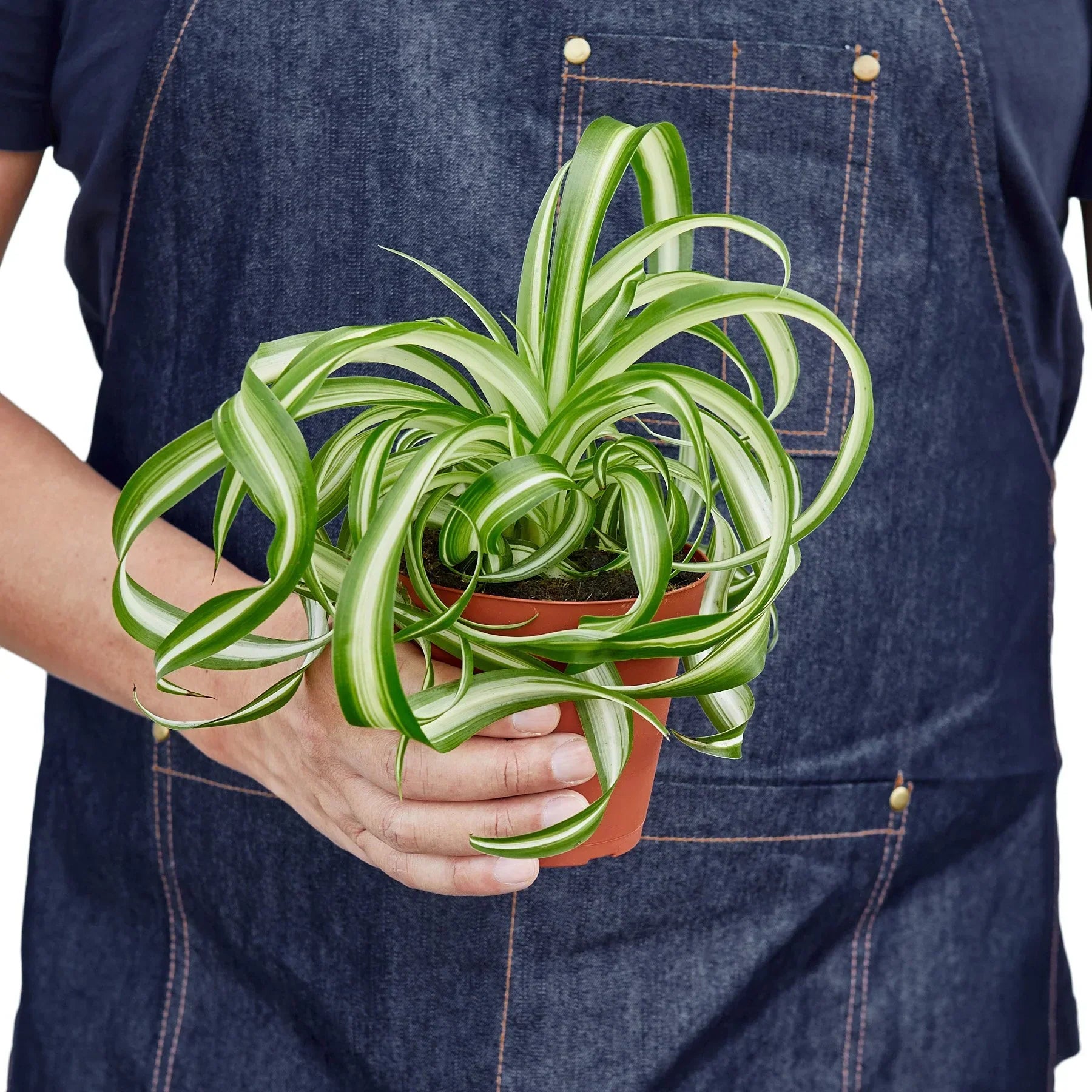 Spider Plant Bonnie in a terracotta pot, variegated green and cream leaves, potted houseplant on Tampa Home & Garden Store