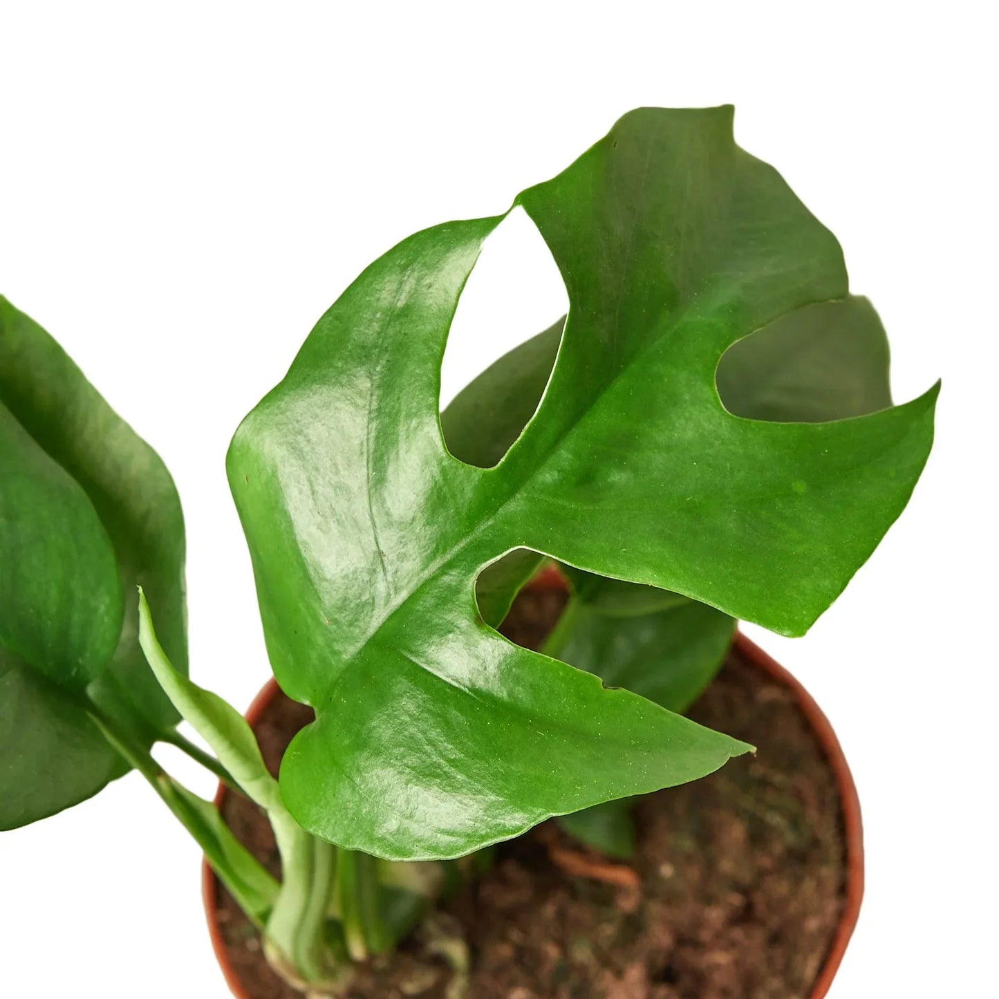 Philodendron Mini Monstera Minima 4in plant with glossy green leaves Rooted Treasures Farms on Tampa Home & Garden Store